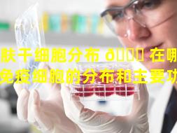皮肤干细胞分布 🐛 在哪里（皮肤免疫细胞的分布和主要功能）